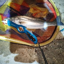 フッコ（マルスズキ）