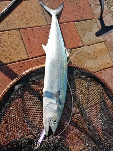 日明海峡釣り公園