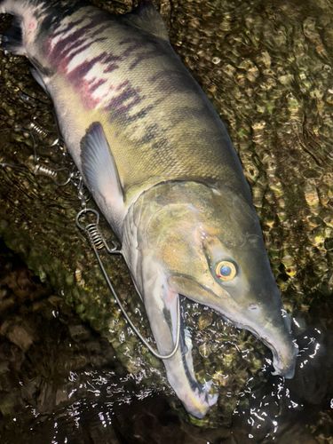 アキアジの釣果