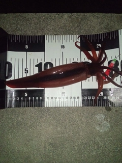 スルメイカの釣果