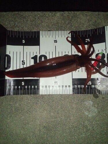 三陸海岸（岩手）