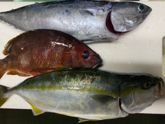 シブダイの釣果