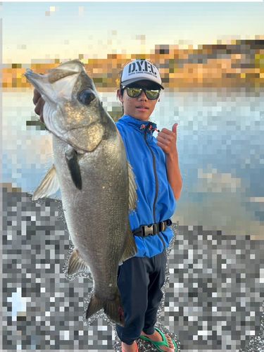 ヒラスズキの釣果