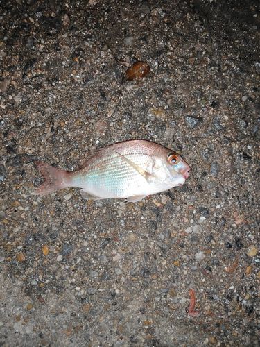 チャリコの釣果