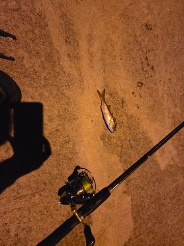 下田港（伊豆半島）