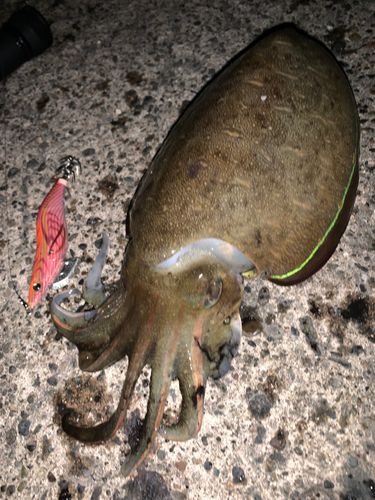 コウイカの釣果