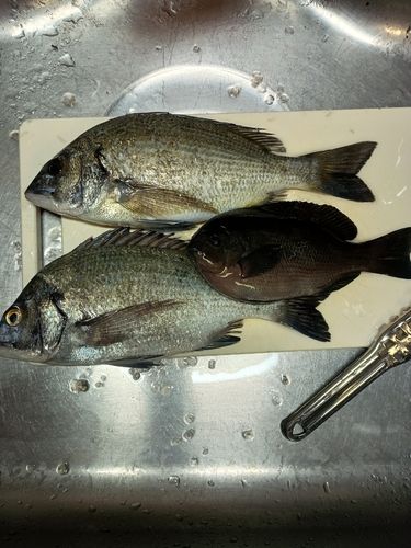 新門司マリーナ