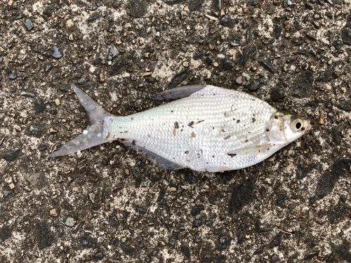 ダントウボウの釣果