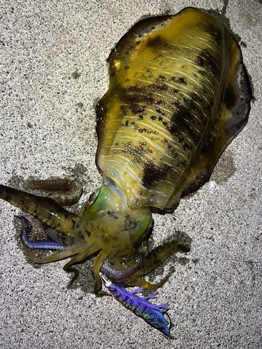 アオリイカの釣果