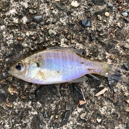 ブルーギル