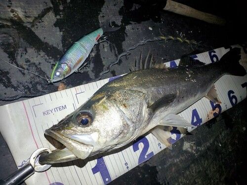 シーバスの釣果