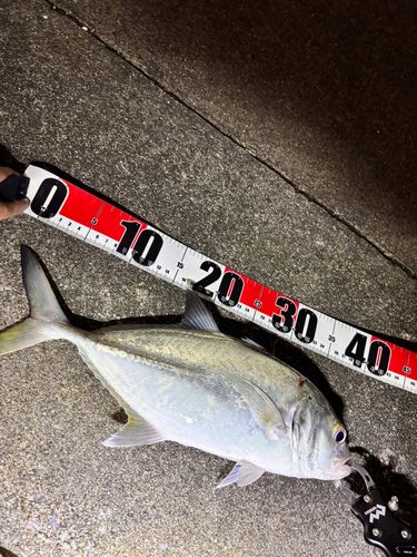 ロウニンアジの釣果