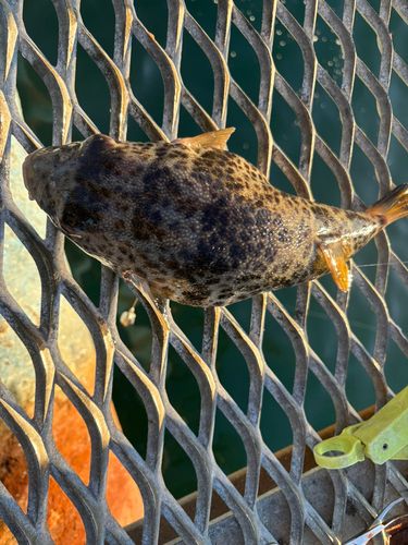 本牧海づり施設