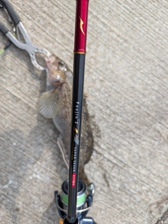 アイナメの釣果