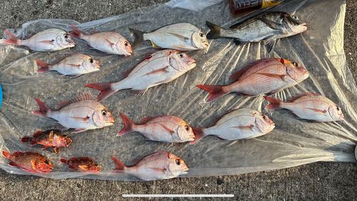 大村湾（北部）