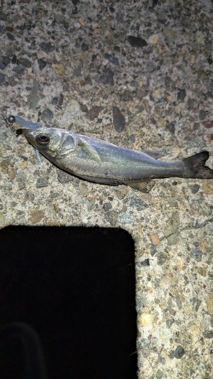 セイゴ（マルスズキ）