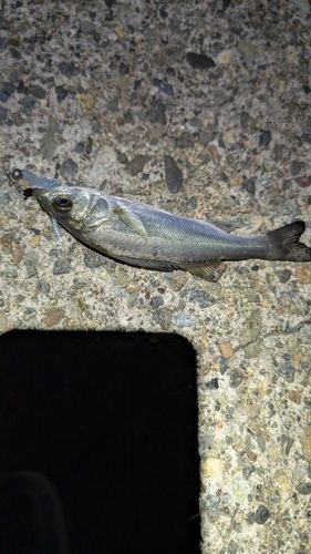 セイゴ（マルスズキ）の釣果