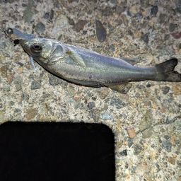 セイゴ（マルスズキ）