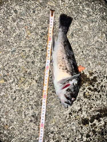 クロソイの釣果