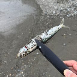 カタクチイワシ