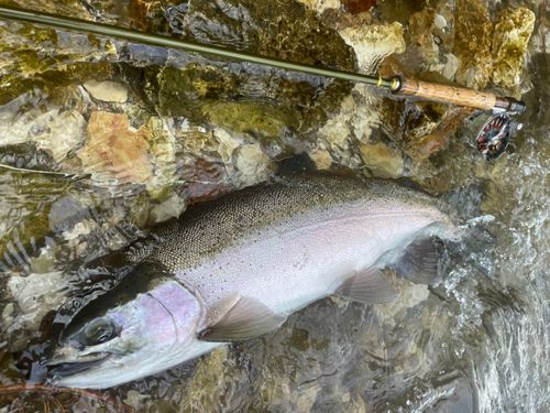 ニジマスの釣果
