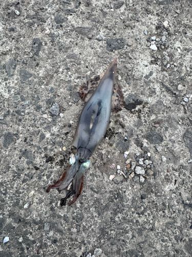 ヤリイカの釣果