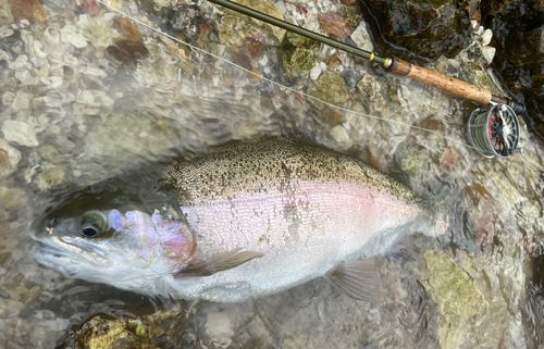 ニジマスの釣果