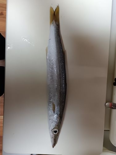 カマスの釣果