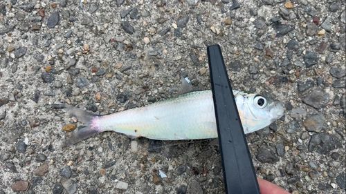 碧南海釣り公園