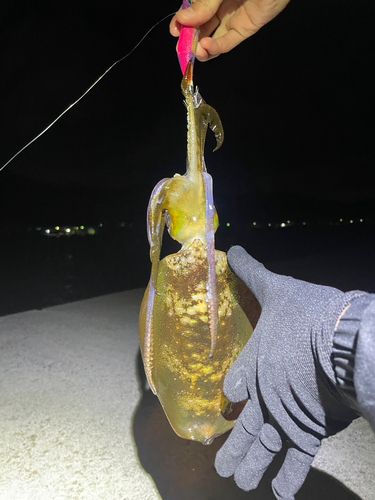 アオリイカの釣果