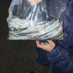 カタクチイワシ