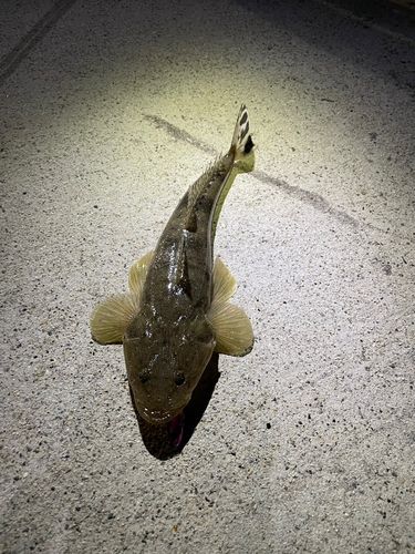 イネゴチの釣果