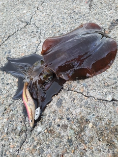 アオリイカの釣果