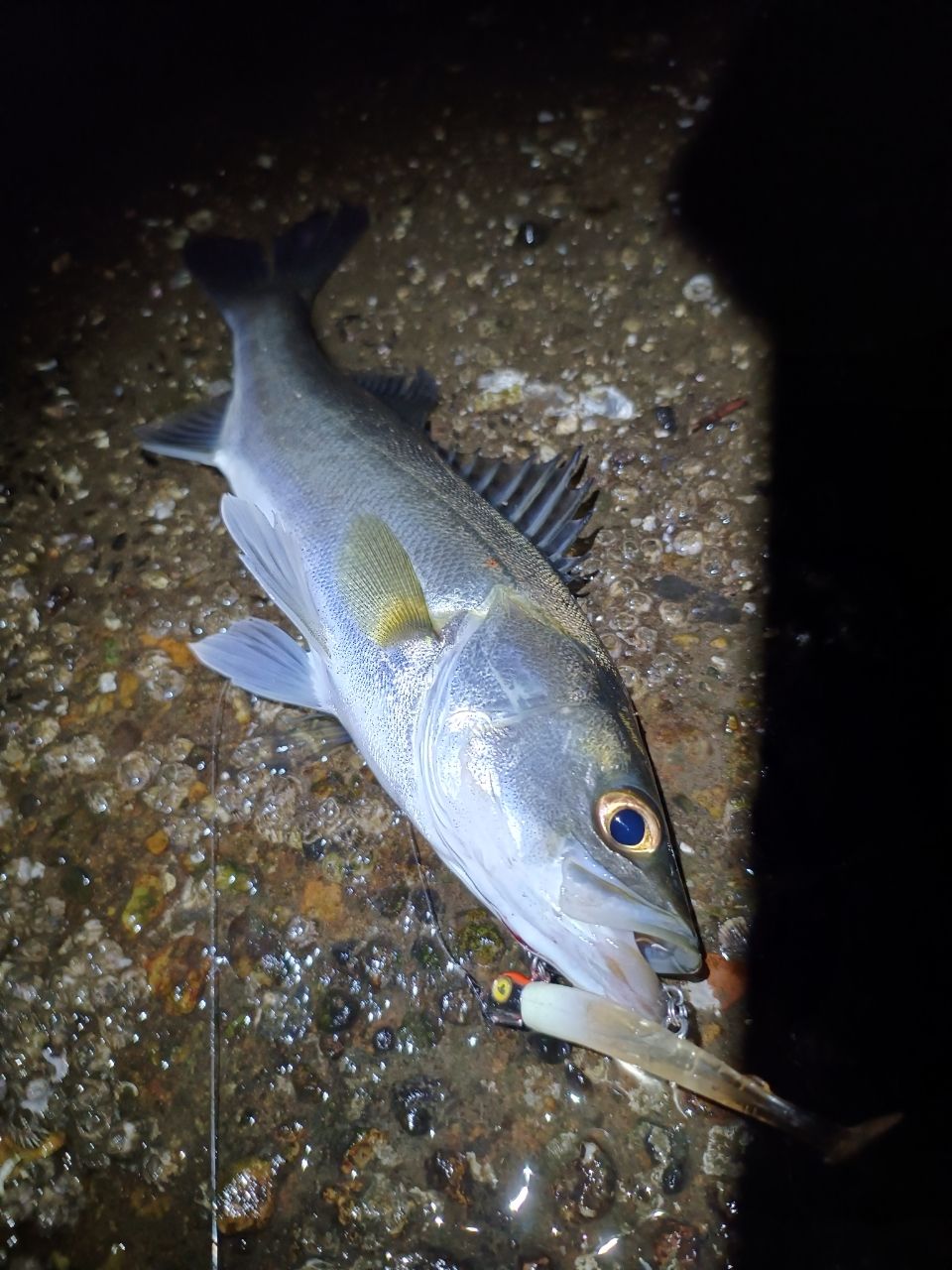 マダカ（マルスズキ）