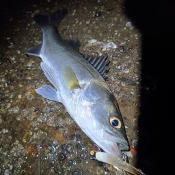 マダカ（マルスズキ）