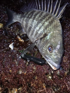 クロダイの釣果