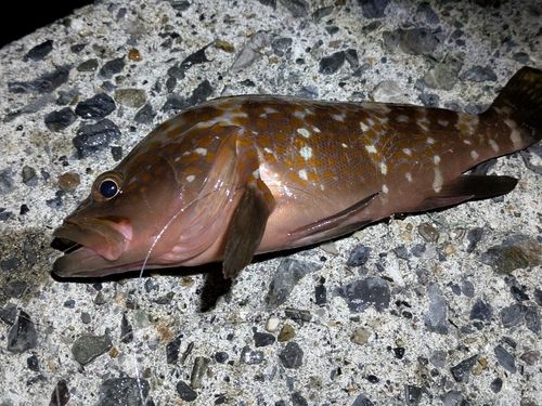 キジハタの釣果