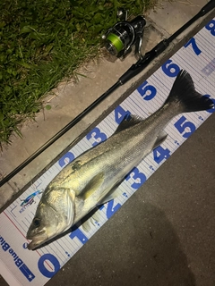 シーバスの釣果