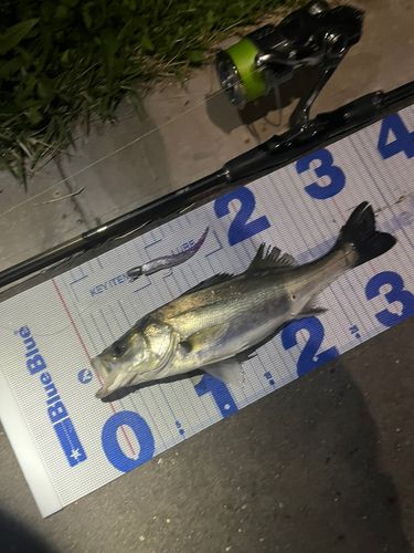 シーバスの釣果