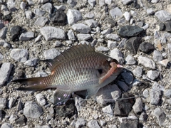 スズメダイの釣果