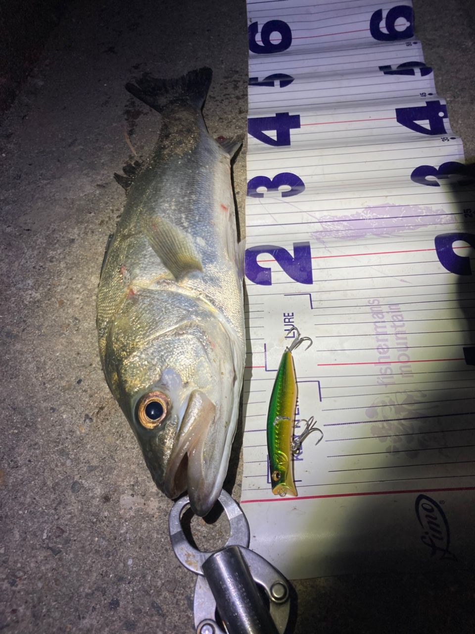 フッコ（マルスズキ）