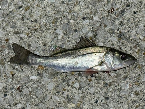 セイゴ（ヒラスズキ）の釣果