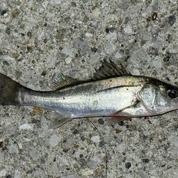 セイゴ（ヒラスズキ）