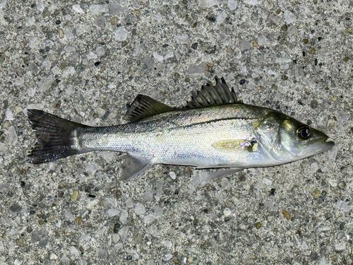 セイゴ（ヒラスズキ）の釣果