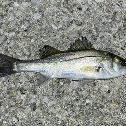 セイゴ（ヒラスズキ）