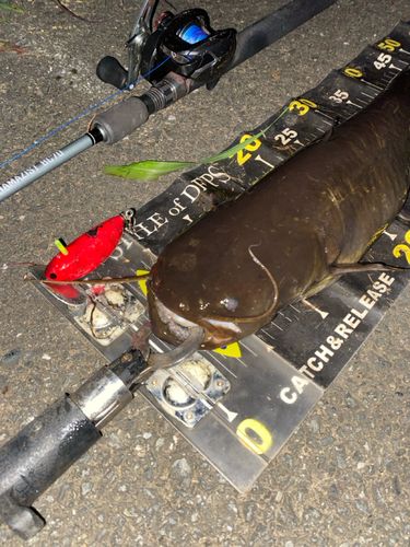 ナマズの釣果