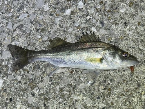 セイゴ（ヒラスズキ）の釣果