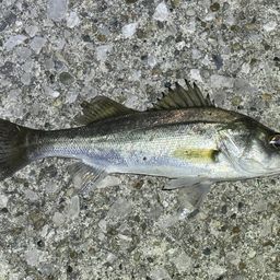 セイゴ（ヒラスズキ）