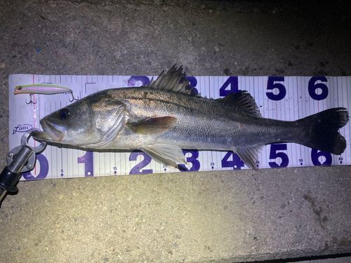 フッコ（マルスズキ）の釣果