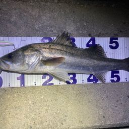 フッコ（マルスズキ）